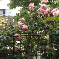 最後の薔薇　クライミング特集　　　と　紀尾井町の薔薇　