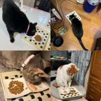 2025/7/20の朝ごはん