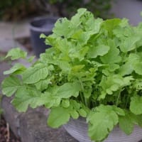 一雨降ったら、成長が早い、雑草も
