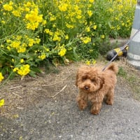 ドッグらんらん♪