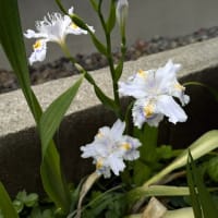 2025-4-6 庭の花