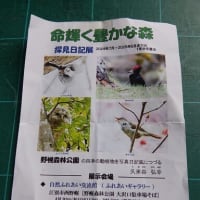 山野草アクシバ(灰汁柴）のお花見です、