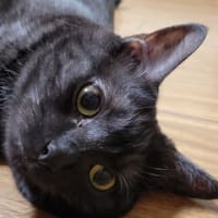 朋あり遠方より来る。～帆立のかぶら蒸し～