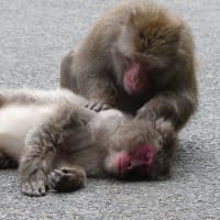 高崎山　～今年の初めて生まれたお猿さんに会いに行きましたが～　2024/04/24