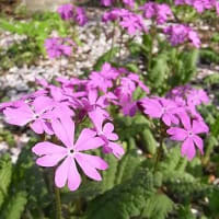 季節の花「桜草 （さくらそう）」