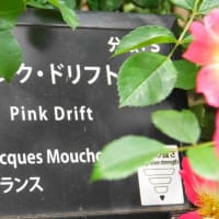 ピンクドリフト〈Pink Drift　バラ〉　