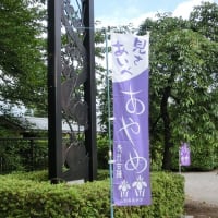 再掲；みちのくの夏2016　～ 長井のあやめ公園 ～