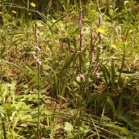 野の草だって・・