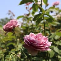 大船フラワーセンターへ