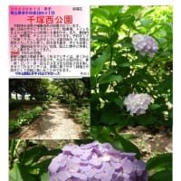 紫陽花－186　千塚西公園