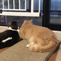初秋の穏やかな2匹の猫【猫日記こむぎ＆だいず】2018 09 19