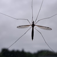 大蚊のわが家の印貼り付ける