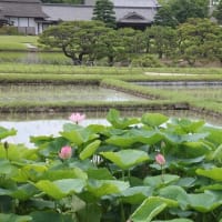 岡山後楽園～2025年6月15日