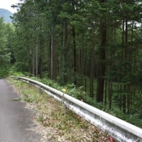 林道を行く