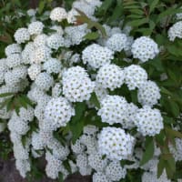 ５月に咲いている白い花