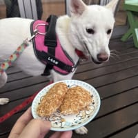 一夜城～小田原の犬カフェ