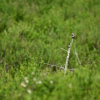【高原の鳥たち】