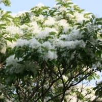 枝に白いハンカチのような姿の花を咲かせる、ハンカチノキ美景、ドキドキ眺め　(　岐阜県美濃地方　)