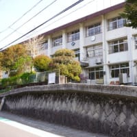 高知県津野町、姫野々「津野町立葉山小学校のセンダン」（町指定）です！！