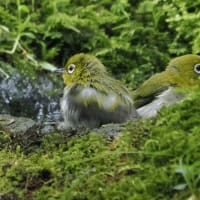 7月初旬の箕面のお山にて
