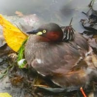 母鳥の背中から