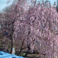桜が咲きました。