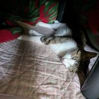 クリンへの想いは尽きなくて・・・294
