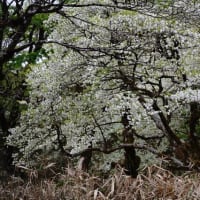 岩岳　シロヤシオとミツバツツジ　大木で花数も多い