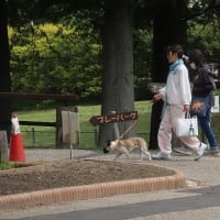  於大公園 ： ムラサキツユクサ・・・久しぶりに水曜散歩さん１０人とお会いできました。