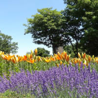 百合が開花や見頃を迎えている