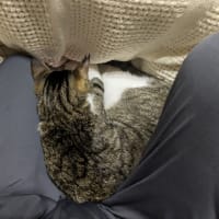 クリンへの想いは尽きなくて・・・285