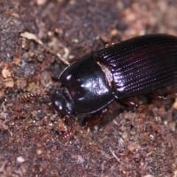 エグリゴミムシダマシ　♀