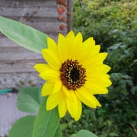 夏から一気に冬に・・・