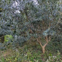 オリーブの木の剪定とコーヒーの木の植え替え