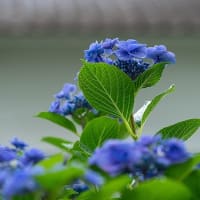 郷土の森、紫陽花景。