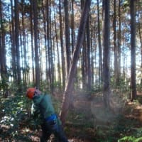 甚平坂公園ヒノキ林間伐　掛かり木ばかり（2024年12月14日）