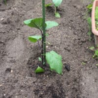 今年も、細々と家庭菜園活動、開始