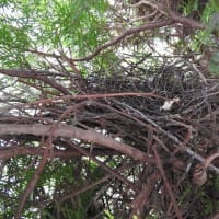 雉鳩の巣