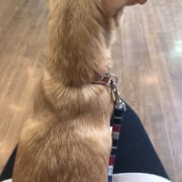 おから初めての狂犬病注射