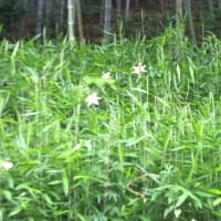 6月12日(木）