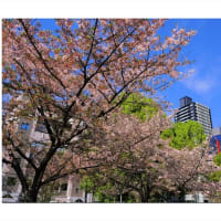 大川沿いの満開桜