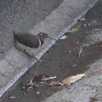 奇跡的に、出会った、タマシギの姿、ドキドキ眺め　(　岐阜県美濃地方　)