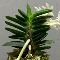 フウランの花・天宝