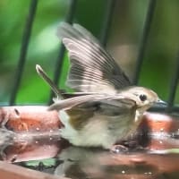 キビタキ♀の水浴び