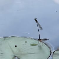 目についた虫あれこれ　　その6『糸蜻蛉は小蝿を捕える』