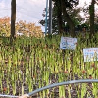 開花に向けて球根が出現！！