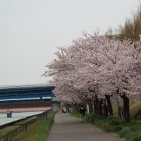 関屋分水の桜３