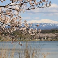 桜と白山