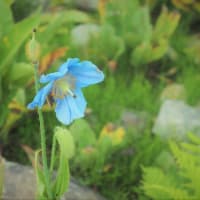 白馬五竜の高山植物園を訪ねました  6　  青いケシ(M.グランディス)の残花に何とか・・・