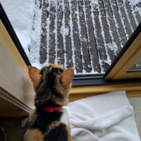 白い庭